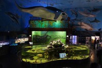 /album/fotogalerie-zoo-morsky-svet-nejvetsi-morske-akvarium-v-cr/zoo-morsky-svet-4040-jpg/
